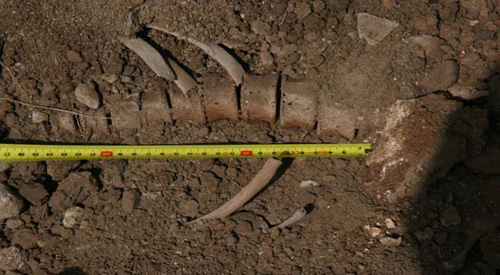Фрагменты скелета, найденного в склепе селения Хот.